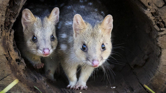 Quoll, Australia, Australian animal, unique animals,wild animals Australia