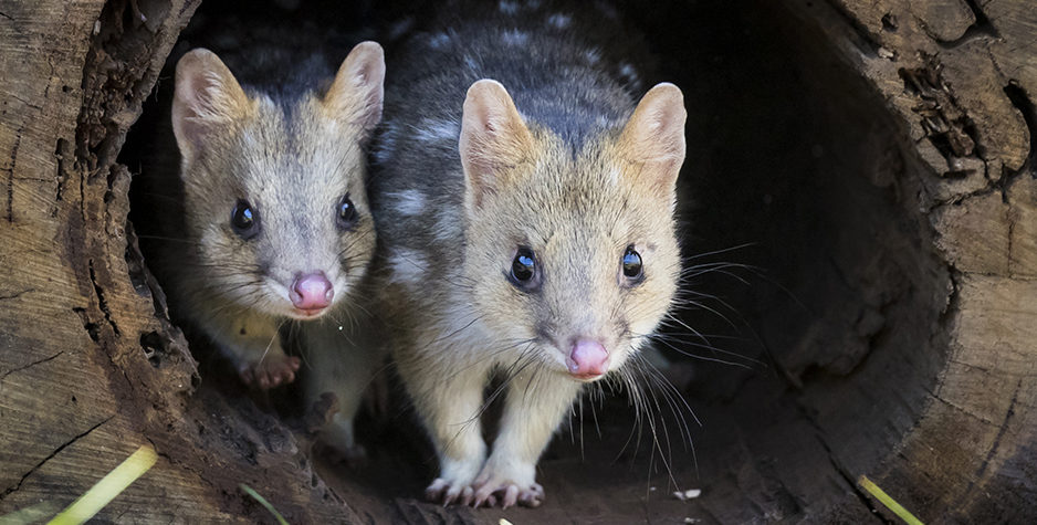 Quoll, Australia, Australian animal, unique animals,wild animals Australia