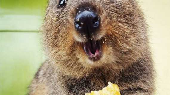 Quokka, Australian animal, unique Australian animal, biodiversity