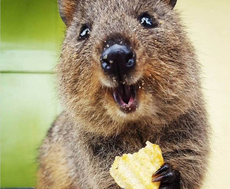 Quokka, Australian animal, unique Australian animal, biodiversity